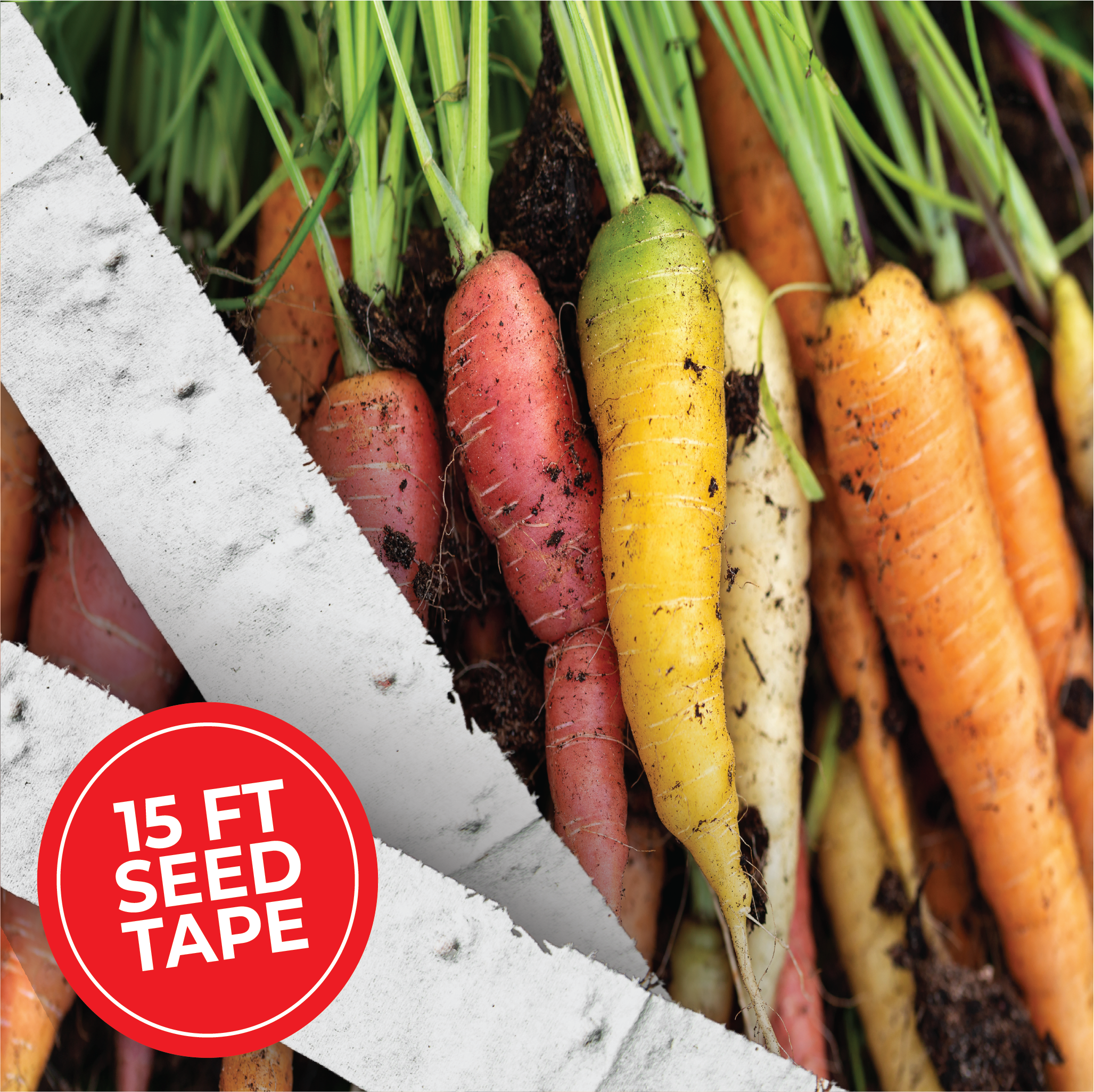 planting seed tapes Rainbow Carrot Blend Seed Tape 2 Tapes (15 ft.)