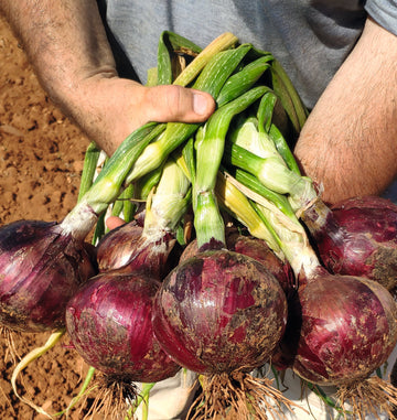 Candy Hybrid Onion F1 – HOSS