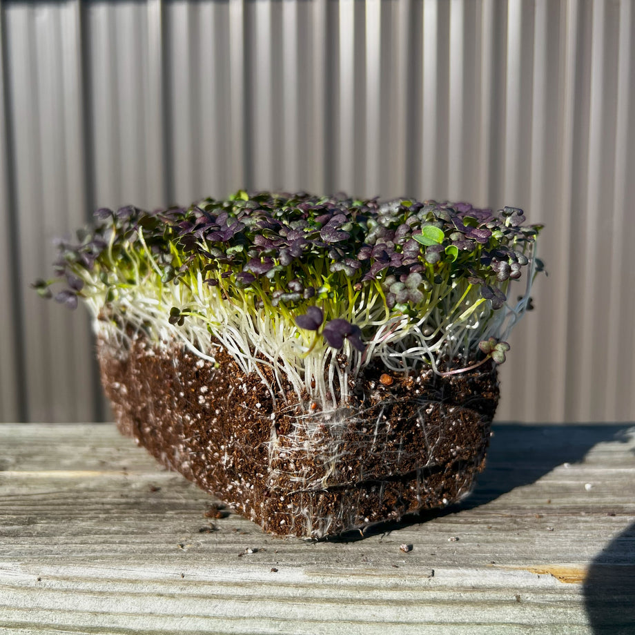 Purple Dark Opal Basil Microgreens – HOSS