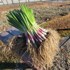 Red Angel Onion Plant Bundle