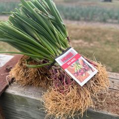 Red Angel Onion Plant Bundle
