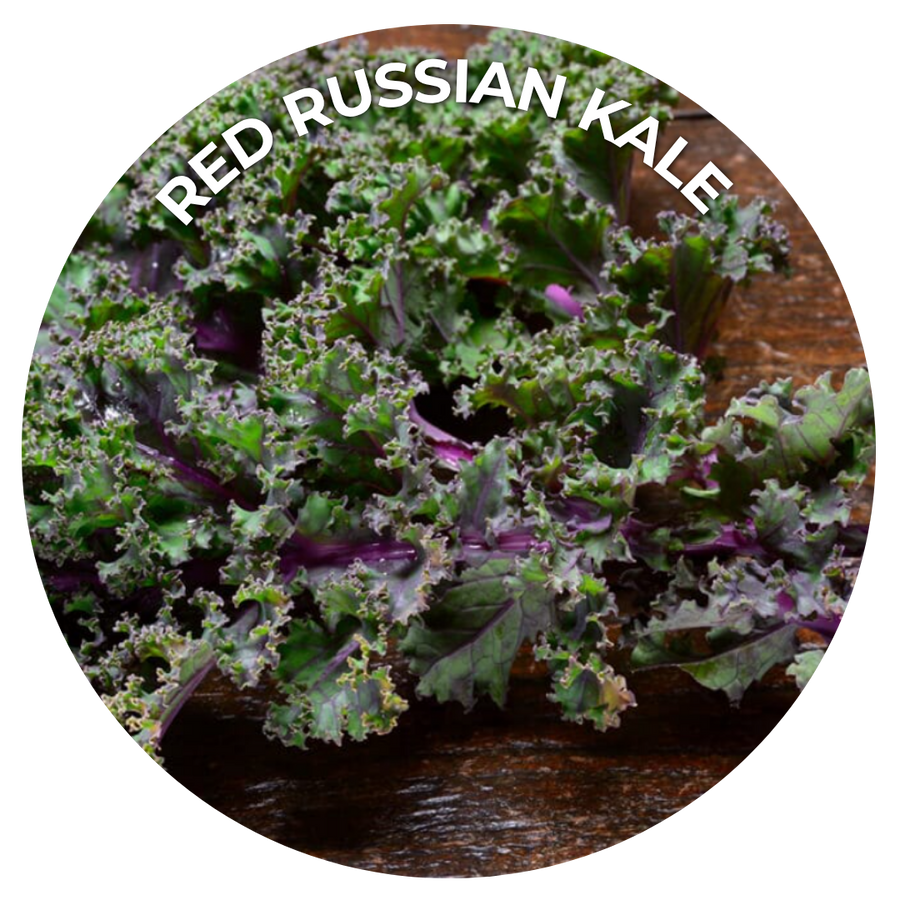 Green and purple kale with text RED RUSSIAN KALE