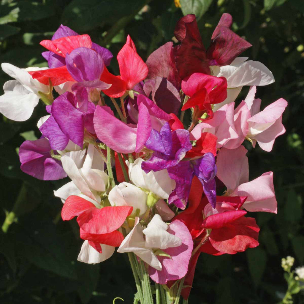 Royal Family Sweet Pea Cut Flower
