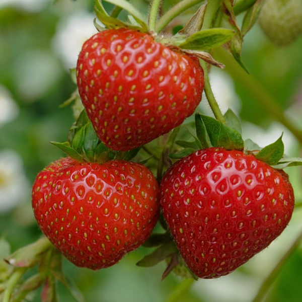 Three red strawberries on a green plant with a blurred natural background