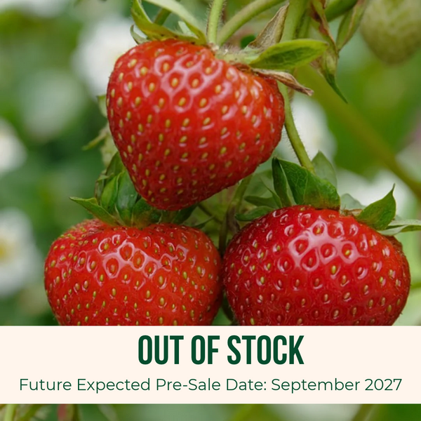 Three ripe red strawberries on a vine with green leaves, overlaid with a banner that reads 'OUT OF STOCK' and 'Future Expected Pre-Sale Date: September 2027'.