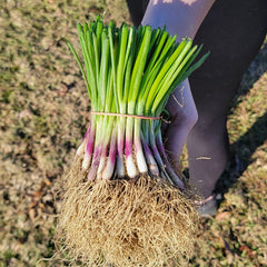 Ruby Red Onion Plant Bundle