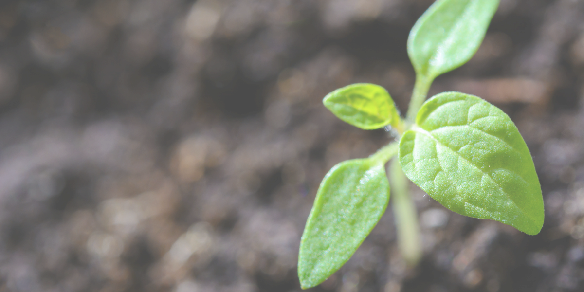 Green seedling growing out of the dirt. 