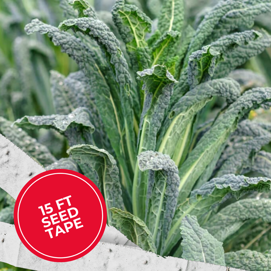 plant kale seeds Lacinato Kale Seed Tape 6 Tapes (45 ft.)