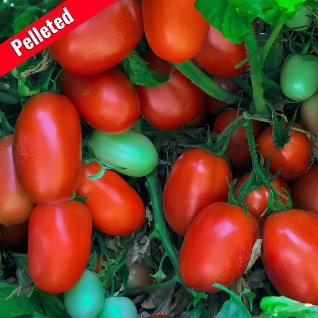 Shelby Hybrid Tomato