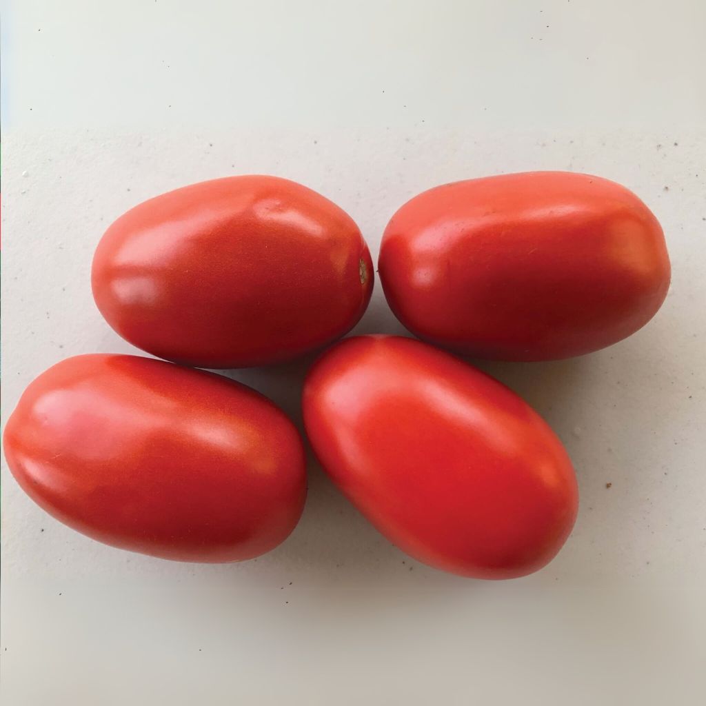 Shelby Hyrbid Tomato