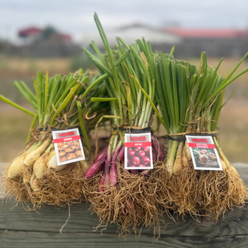 Onion Plants for Sale – Short, Intermediate & Long Day Varieties