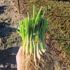 Sierra Blanca Onion Plant Bundle