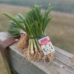 Sierra Blanca Onion Plant Bundle