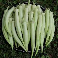 Silver Queen Okra