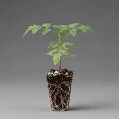 Hossinator Tomato Plugs