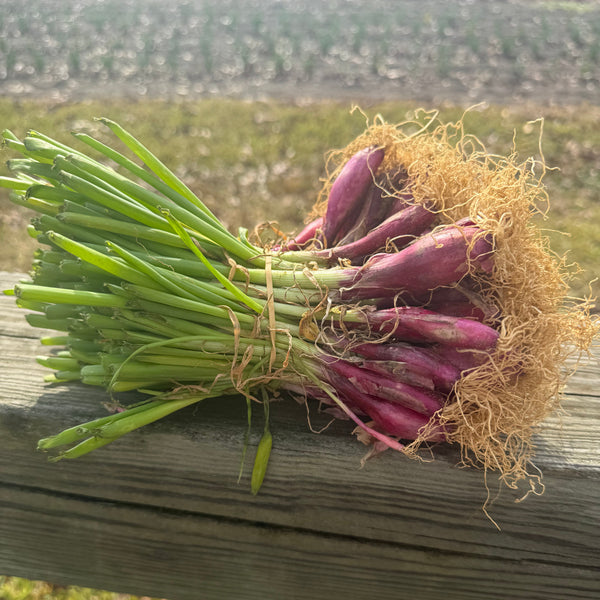 SoFire (red) Onion Plant Bundle