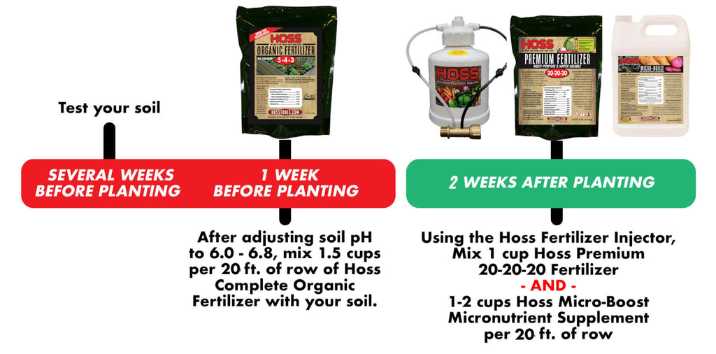 Summer Squash Growing Guide HOSS