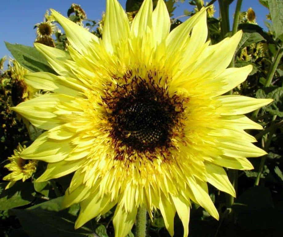 ProCut Peach Sunflower – HOSS