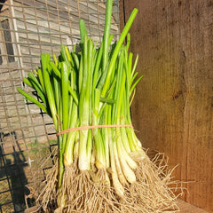 Sterling Onion Plant Bundle