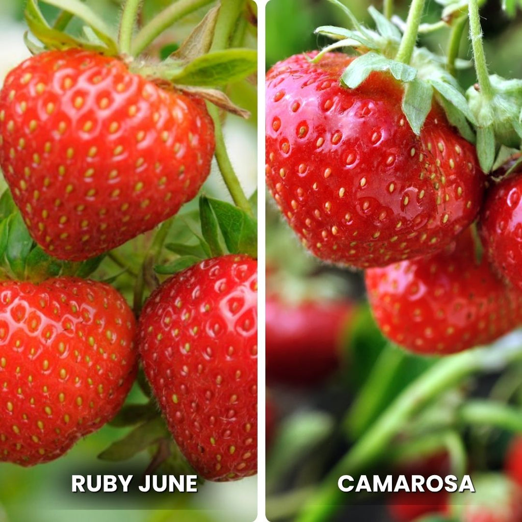 Two images of strawberries labeled 'Ruby June' and 'Camarosa' on a green background.