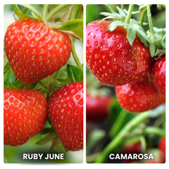 Strawberry Plug Bundle