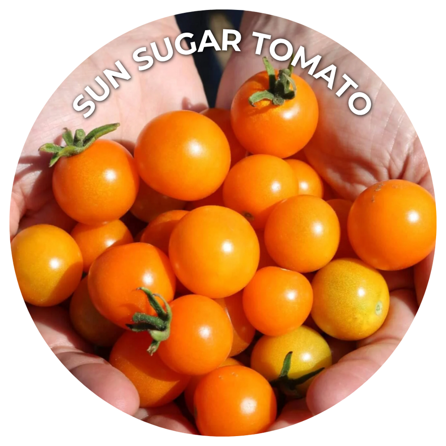 Hands holding orange round small tomatoes