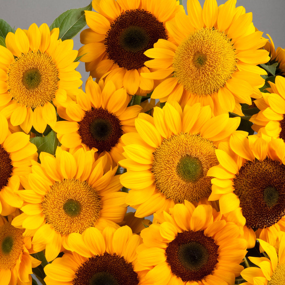 Vincent's Choice DMR Sunflower – HOSS