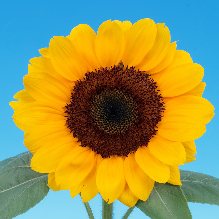 Vincent's Choice DMR Sunflower – HOSS