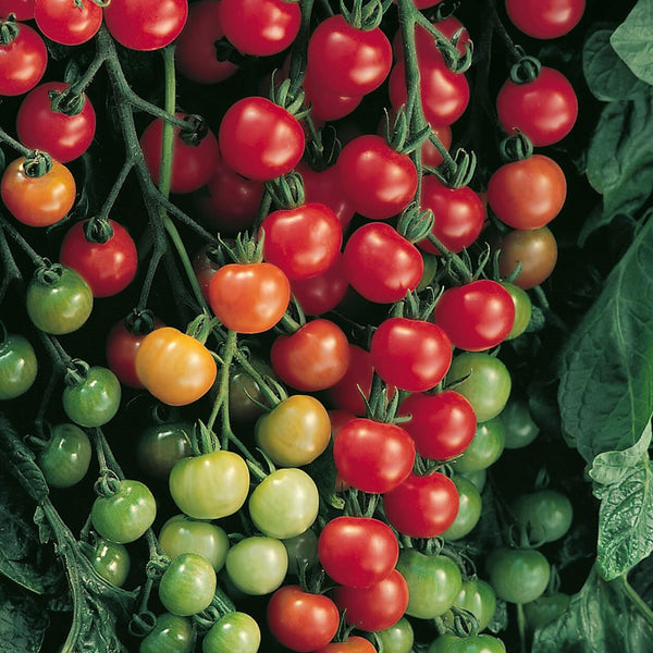 憧れの Tomato Hybrid Cherry 100 Supersweet F1 HOSS – 帽子