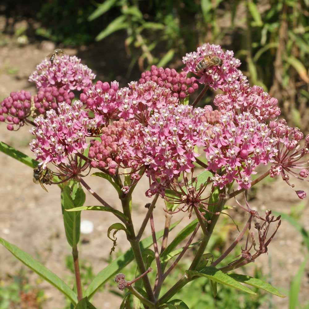 Hoss Swamp Milkweed Blooms