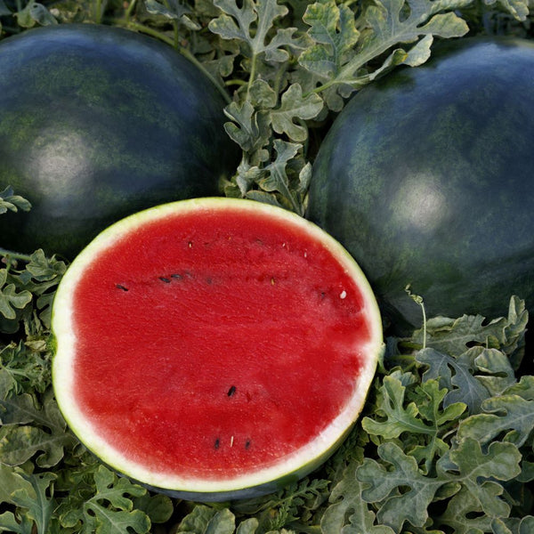SweetiePie_Watermelon_A_2cf52d