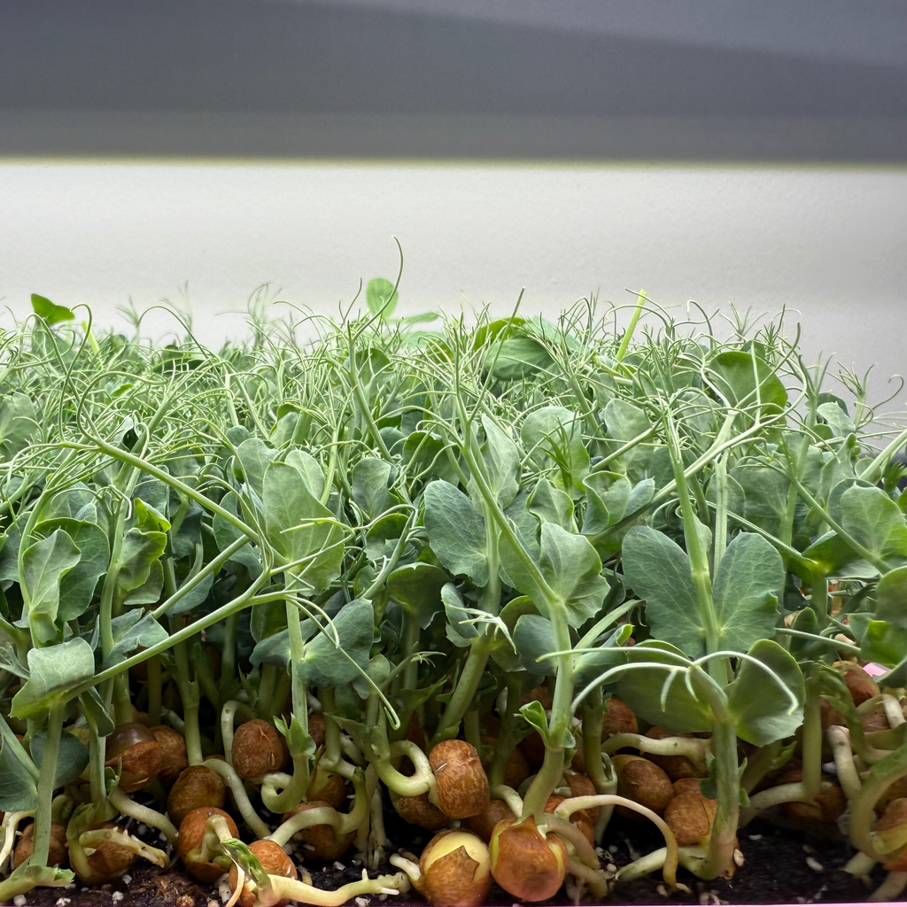 Tendril Pea Microgreen
