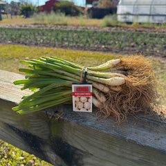 Texas Early White Onion Plant Bundle