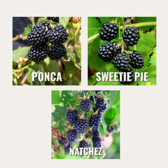 Blackberry Plug Bundle