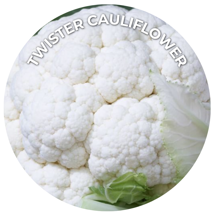Close up image of a white head of cauliflowers
