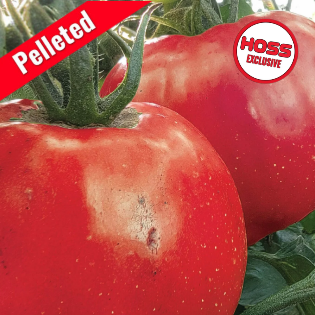 tomato obasan 　no1 Hossinator Hybrid Tomato F1 – HOSS