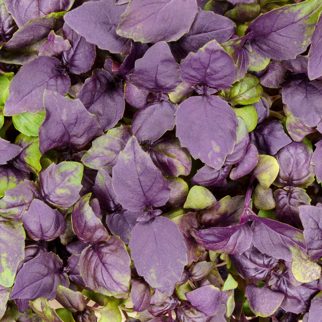 Purple Dark Opal Basil Microgreens - HOSS