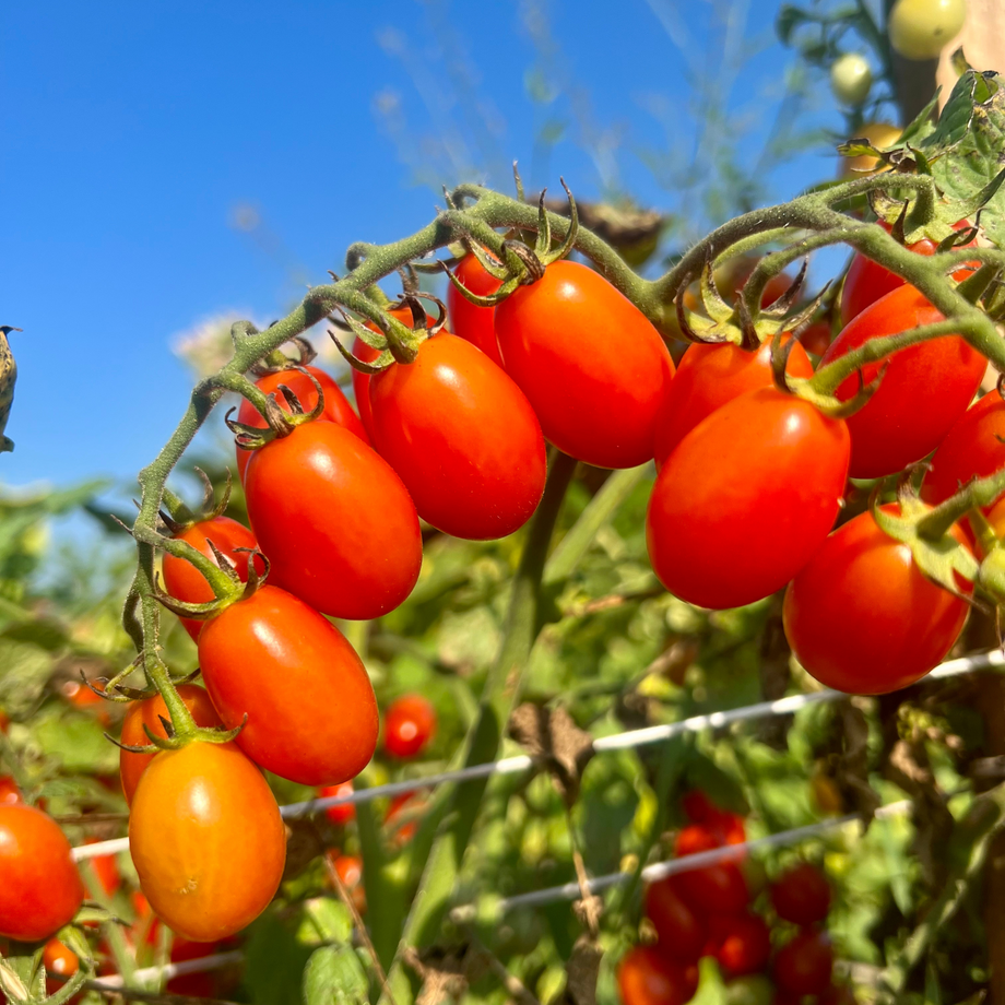 Red Coral Hybrid Cherry Tomato F1 – HOSS