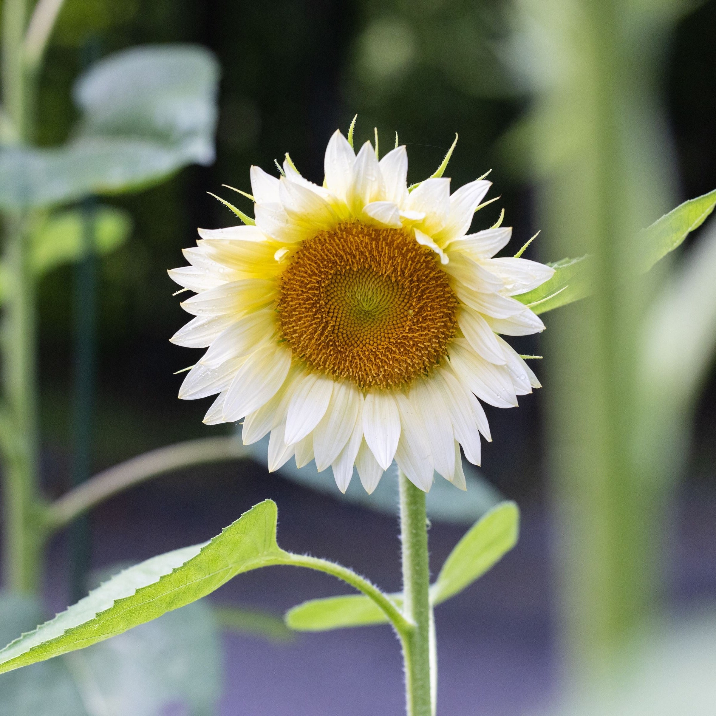ProCut White Lite Sunflower – HOSS