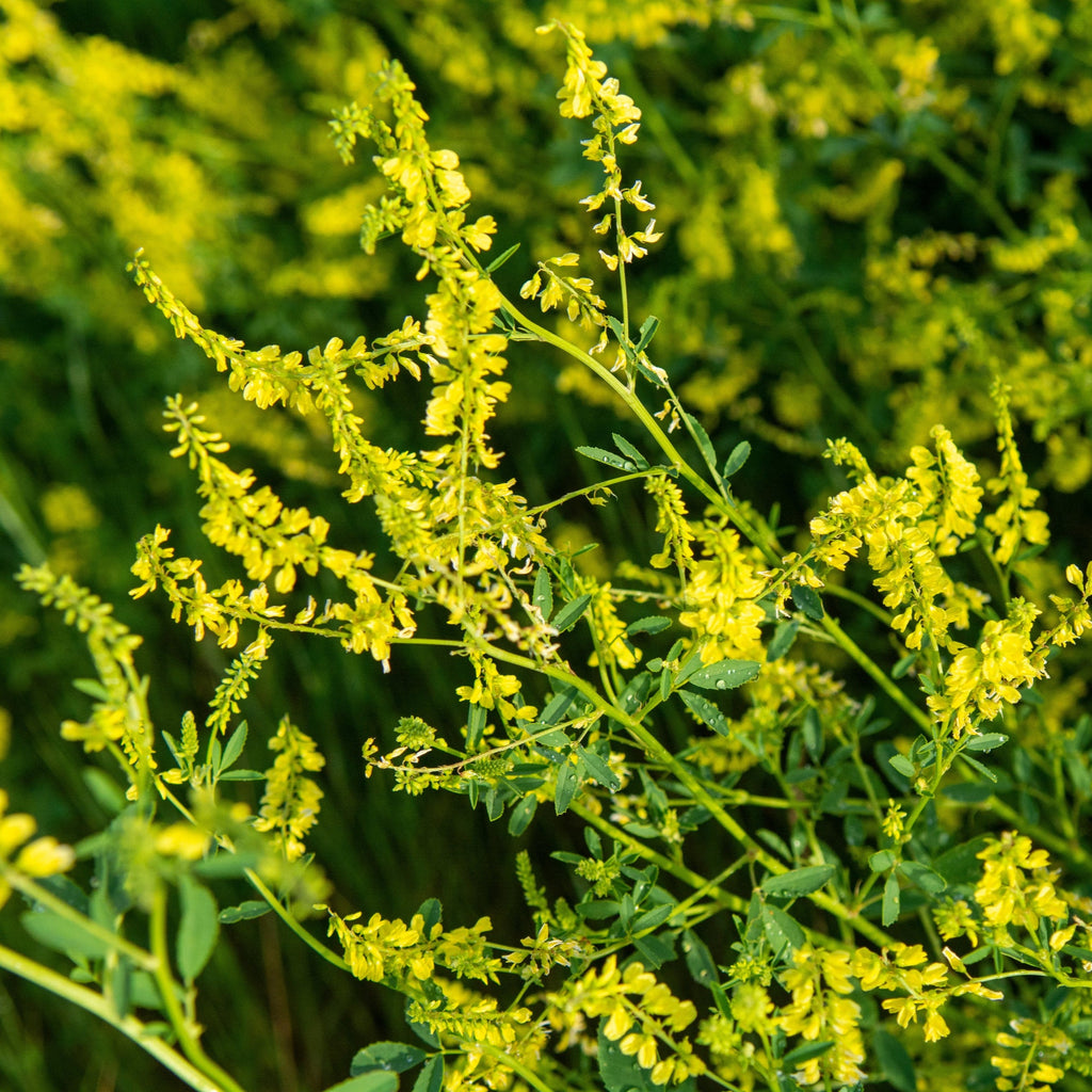 Yellow Blossom Clover