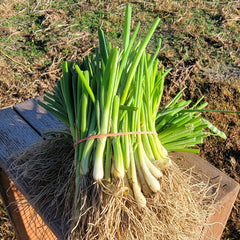 Yellow Cipollini Onion Plant Bundle