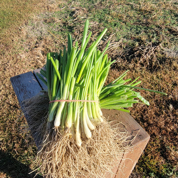 200+ Or 500+ Utah Yellow Sweet Spanish Onion Seeds - Open Pollinated, Non-GMO