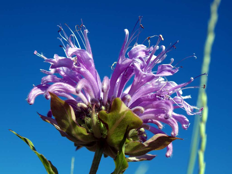 100 Purple Pink White Bee Balm Seeds Bloom Hummingbird Flower Seeds 524 100 Purple Pink White Bee Balm Seeds Bloom Hummingbird Flower Seeds 524