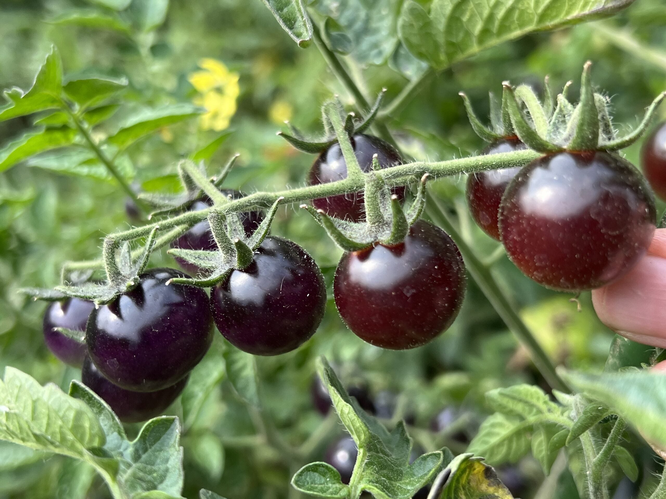 Indigo Blue Berries Tomato – HOSS