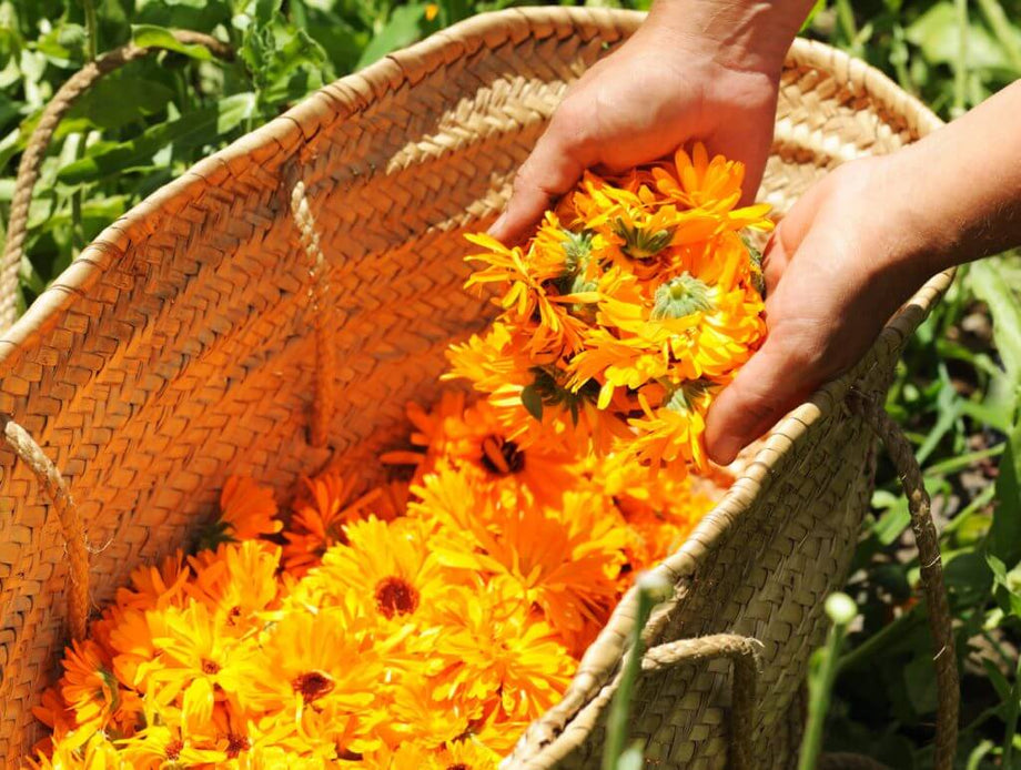 Calendula Growing Guide  HOSS