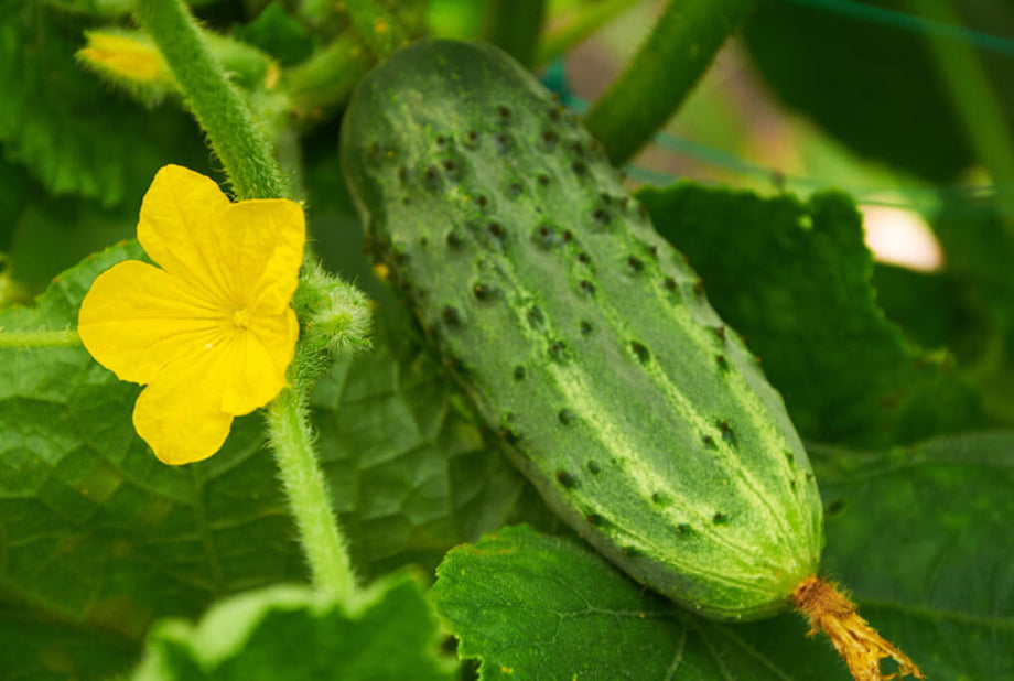 cucumber succulent Calypso Hybrid Cucumber F1 – HOSS