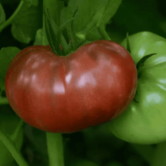 Cherokee Carbon Hybrid Tomato F1