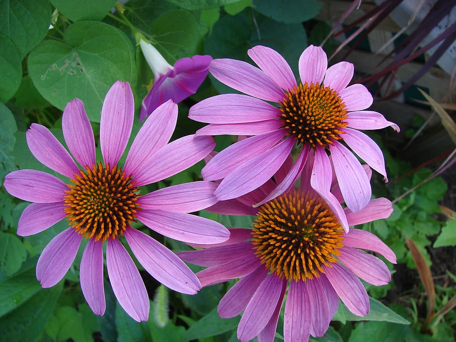Purple Coneflower Growing Guide – HOSS