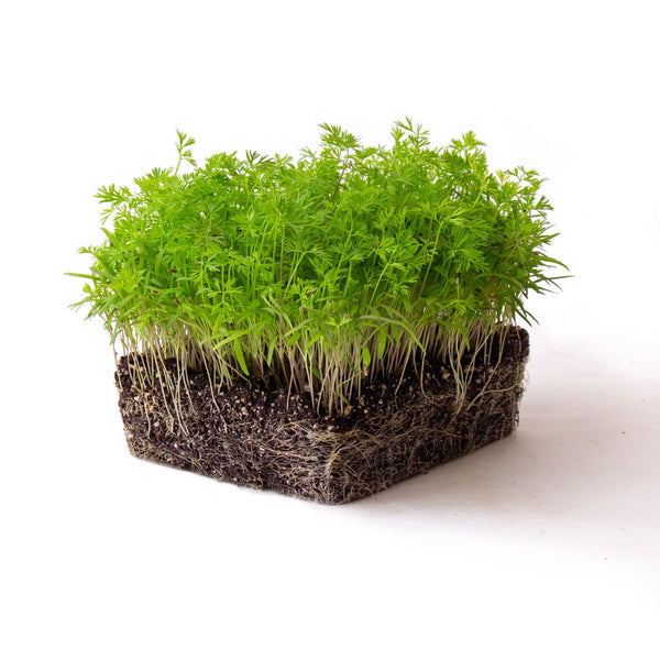 Danvers 126 Carrot Microgreens – HOSS