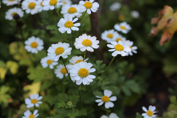 Feverfew Growing Guide – HOSS